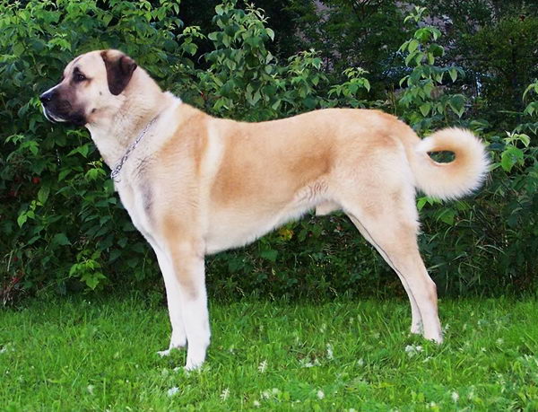 Анатолийская овчарка (Anatolian Shepherd Dog)