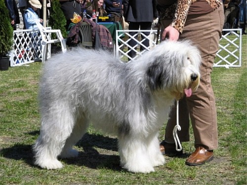 Бобтейл - Староанглийская овчарка (Bobtail - Old English Sheepdog)