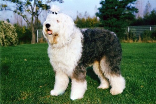 Бобтейл - Староанглийская овчарка (Bobtail - Old English Sheepdog)