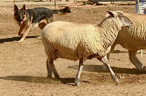 Немецкая овчарка - описание породы, ее история - на пастушьей работе