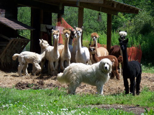 Порода редких собак Пиренейская горная собака (Great Pyrenees) - на пастушьей работе