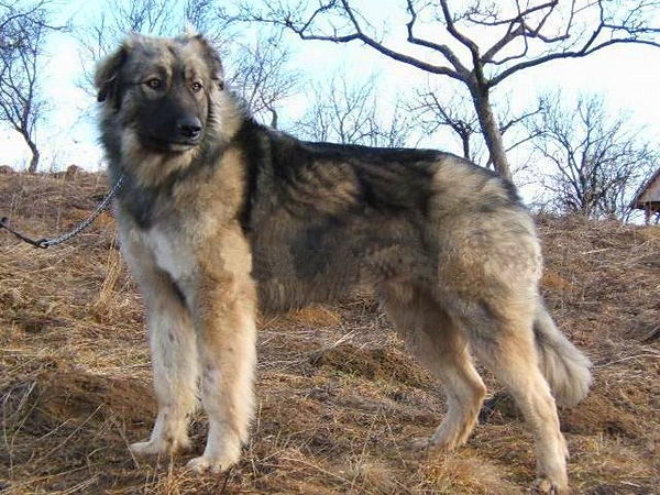 Румынская карпатская овчарка (Romanian Carpathian Sheepdog)