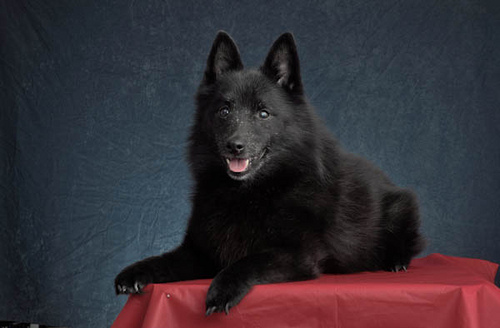 Порода собак Шипперке (Schipperke) - описание, характеристики