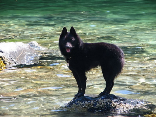 Порода собак Шипперке (Schipperke) - описание, характеристики