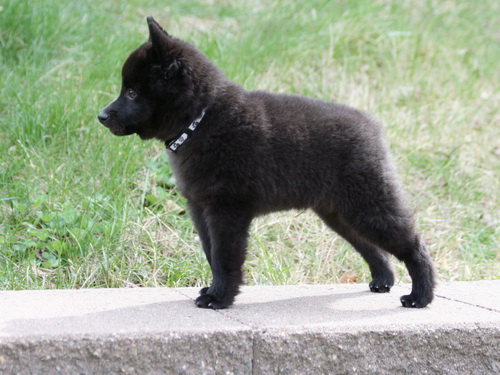 Порода собак Шипперке (Schipperke) - описание, характеристики - щенок