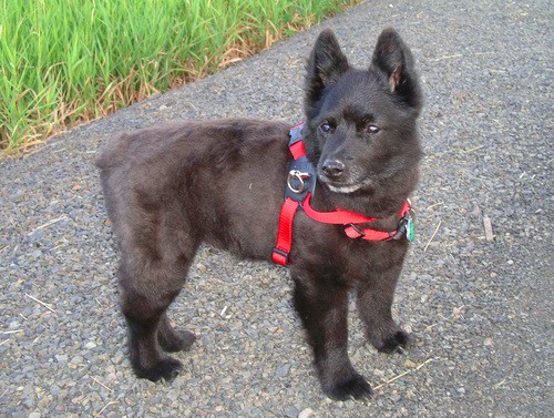 Порода собак Шипперке (Schipperke) - описание, характеристики - щенок-подросток