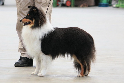 Шелти, шотландская овчарка - описание породы собак