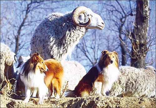 Шелти, шотландская овчарка - описание породы собак