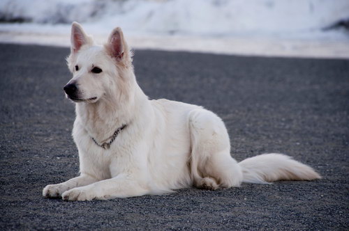 White Swiss Shepherd Dog - Швейцарская белая овчарка