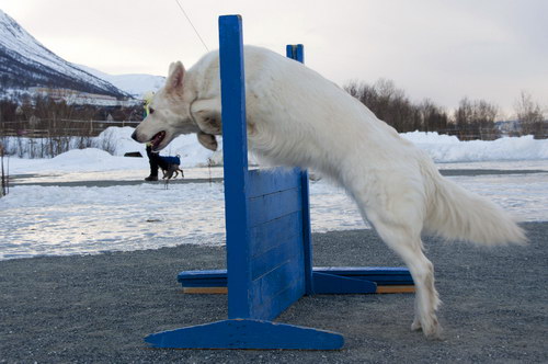 White Swiss Shepherd Dog - Швейцарская белая овчарка