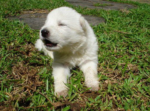 White Swiss Shepherd Dog - Швейцарская белая овчарка - щенок - говорить они начинают еще в детстве