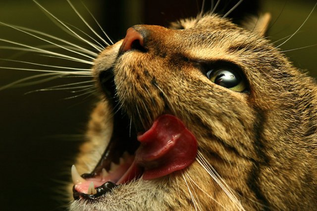 Зевающий кот - Кот в зевательном падеже