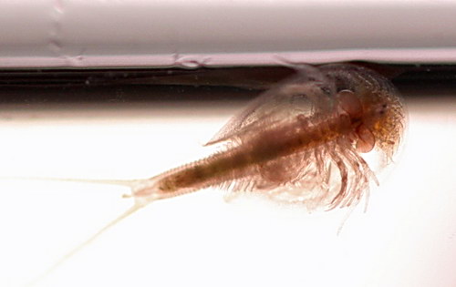 Рачок-науплиус (Nauplios Artemia salina)
