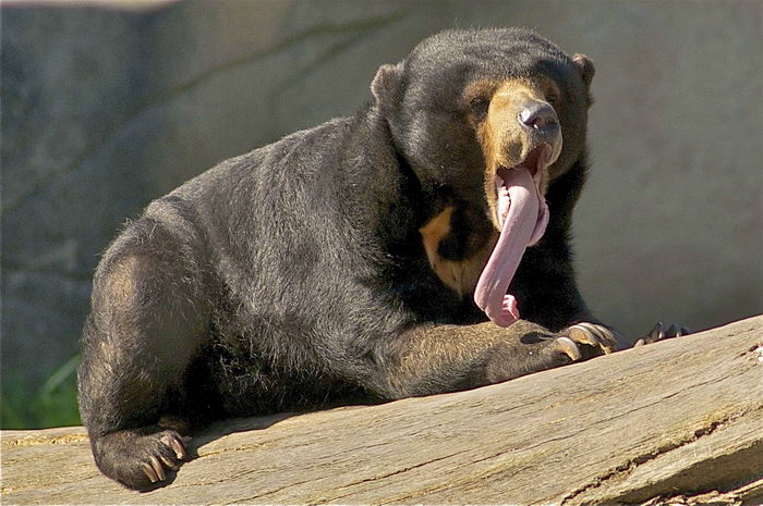 Бируанг (Helarctos malayanus) - малайский медведь