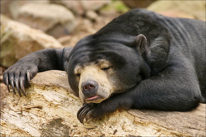 Бируанг (Helarctos malayanus) - малайский медведь