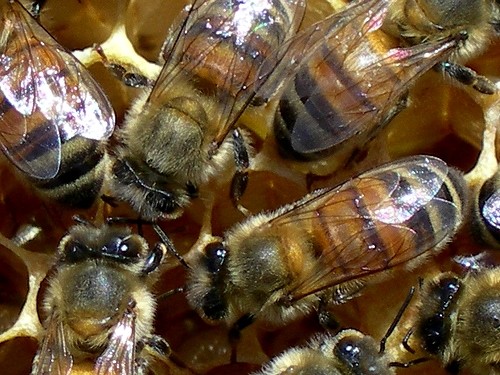 Пчелы копошатся в сотах