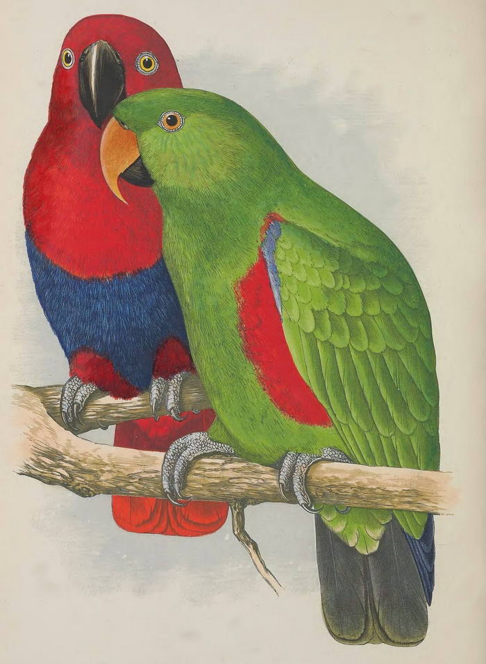 Благородный попугай (Eclectus roratus)