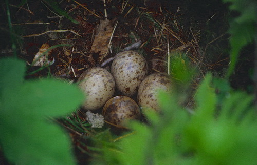 Гнездо и яйца вальдшнепа