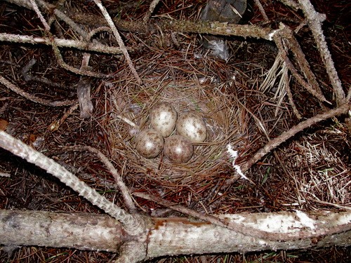 Так выглядит гнездо вальдшнепов в дикой природе