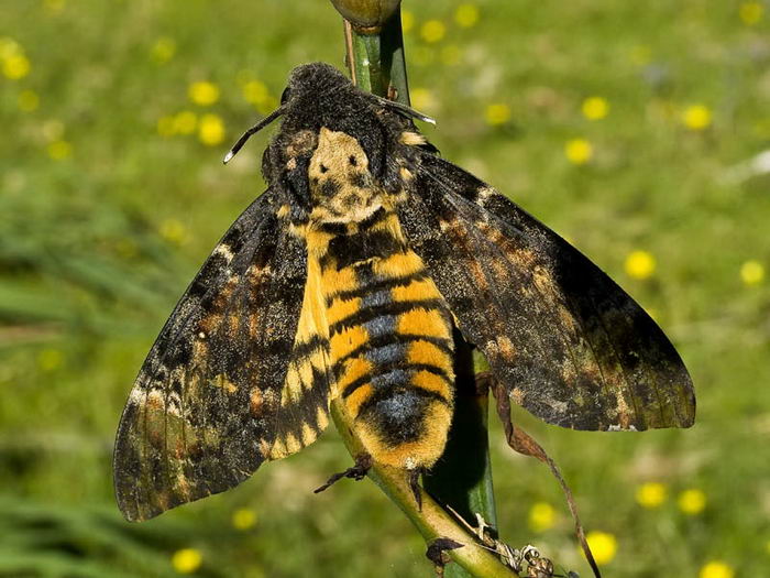 Мертвая голова - бабочка (Acherontia atropos)