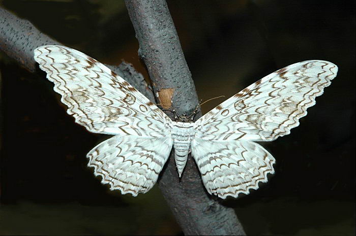 Гигантская бабочка Совка агриппина (Thysania agrippina)