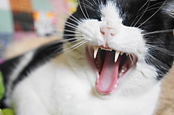 Как лечить зубной камень у котов