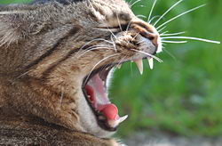 Профилактика образования зубного камня у кошек