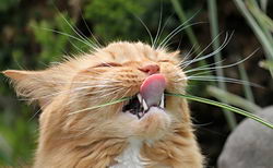 Очистка зубного камня у кошек