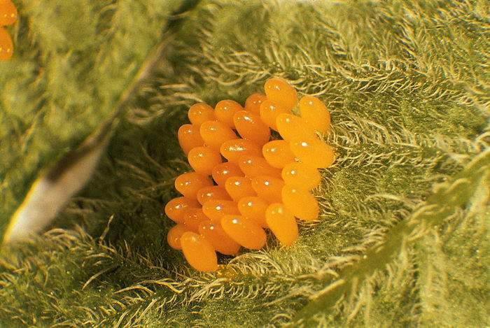 Колорадский картофельный жук (Leptinotarsa decemlineata) - яйца