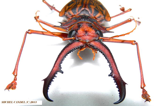 Дровосек-большезуб (Macrodontia cervicornis)