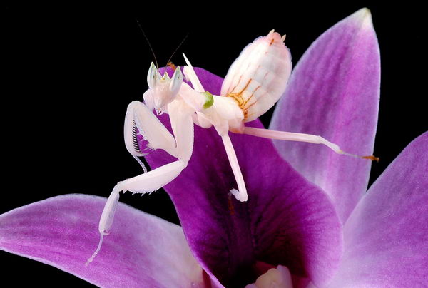Орхидейный или цветковый богомол (Hymenopus coronatus)