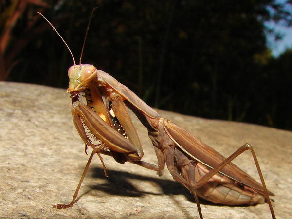 Mantis religiosa (Богомол обыкновенный)