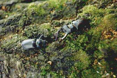 Жуки-олени (Lucanus cervus) самка и самец