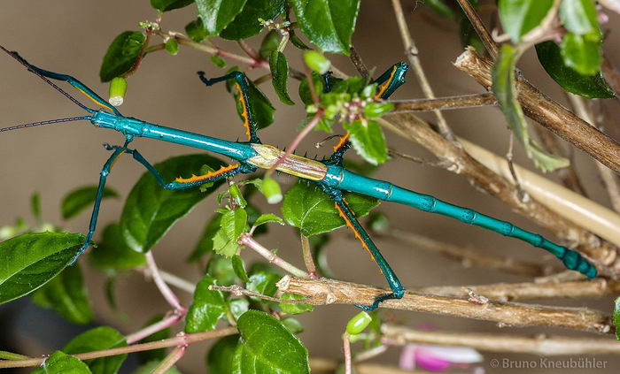 Мадагаскарский палочник Achrioptera fallax