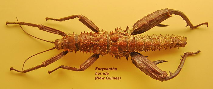Хоррида Eurycantha horrida (эврикант)