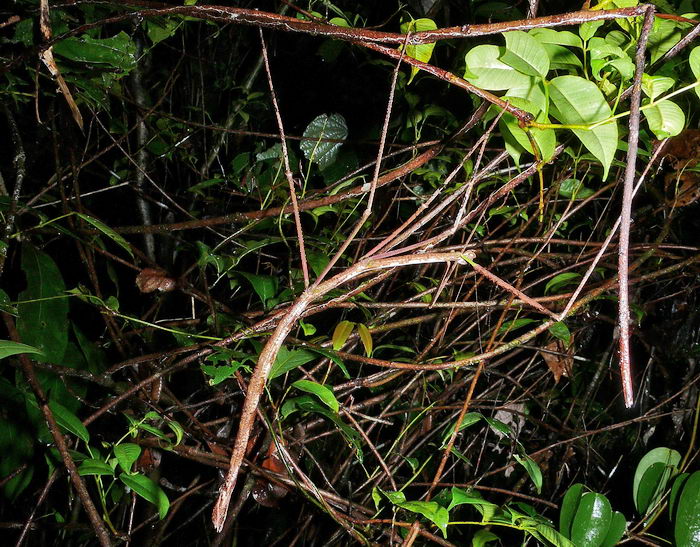 Палочник Phobaeticus kirbyi представитель с острова Барнео