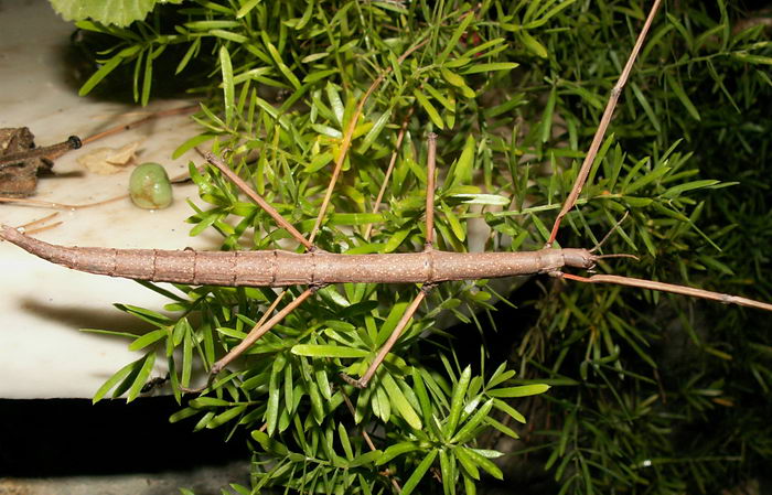 Палочник Барнео Phobaeticus kirbyi