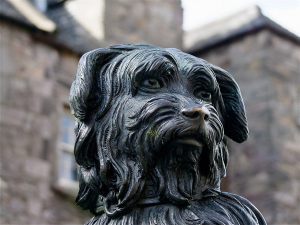 Грейфраерс Бобби - собака с человеческой душой и взглядом человека