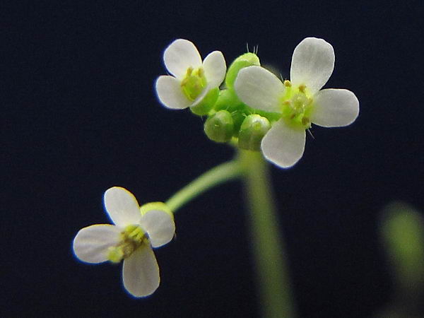 Резуховидка Таля (Arabidopsis thaliana)
