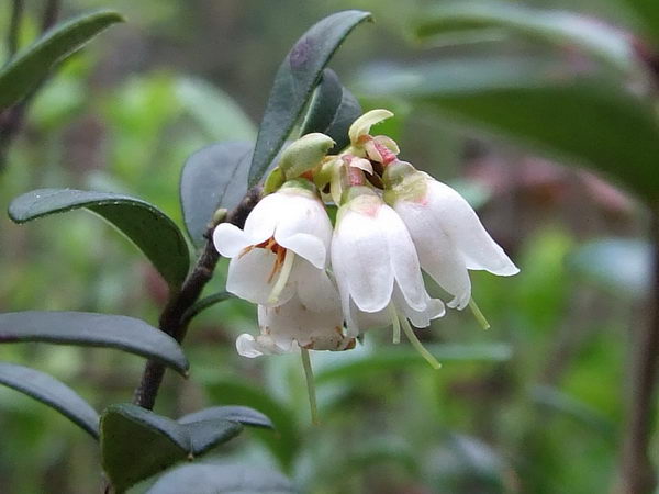 Брусника обыкновенная (Vaccinium vitis idaea)