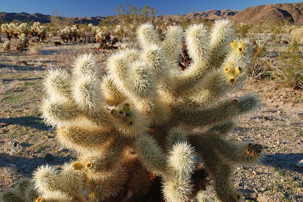 Прыгающий кактус - Cholla Cactus