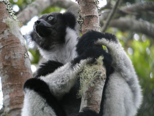 Лемур индри (Indri indri)