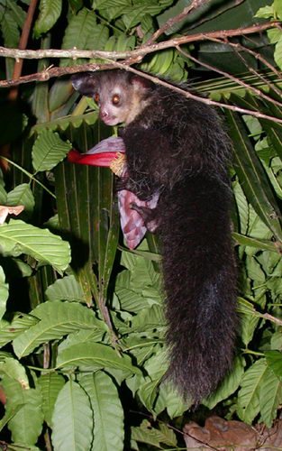 Мадагаскарская руконожка (Daubentonia madagascariensis)