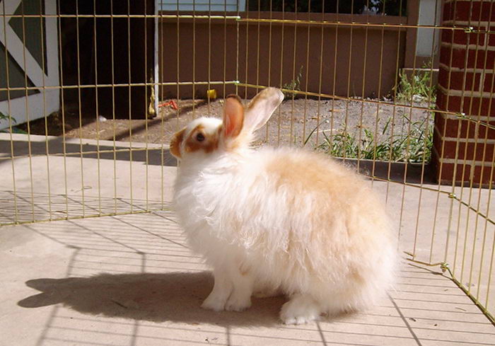 Атласский ангорский кролик или кролик атласской (сатиновой) породы