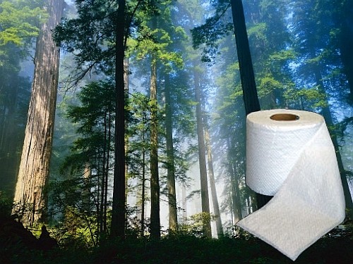 Туалетная бумага требует больших лесных ресурсов