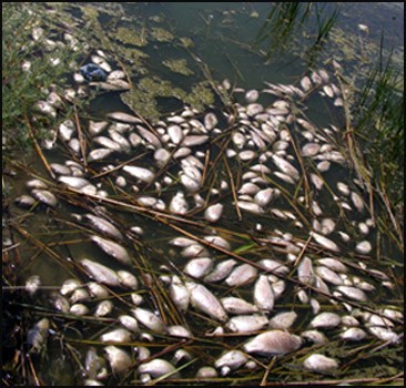 В озере Абрау под Новороссийском погибла рыба