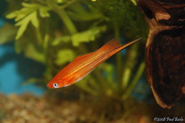 Аквариумная рыбка Меченосец - Xiphophorus helleri