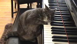 Пиано кошка Нора