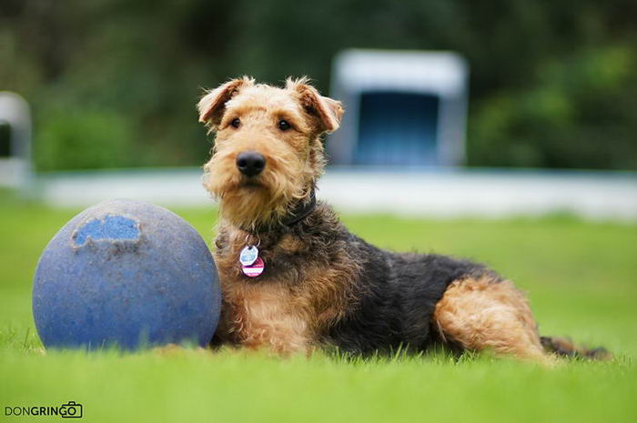 Эрдельтерьер (Airedale Terrier)