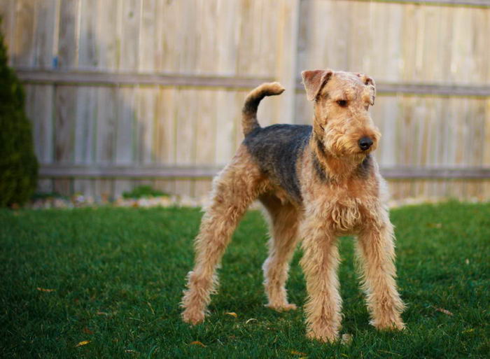 Эрдельтерьер (Airedale Terrier)